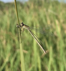 Ischnura fountaineae