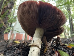 Agaricus buckmacadooi
