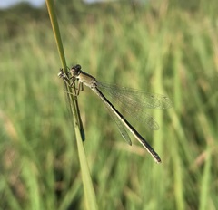 Ischnura fountaineae