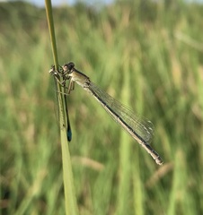 Ischnura fountaineae