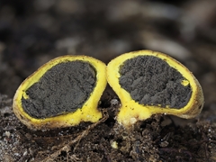 Scleroderma sinnamariense