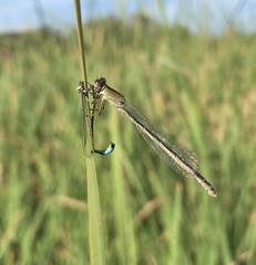 Ischnura fountaineae