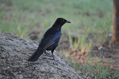 Onychognathus nabouroup