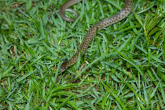 Fowlea flavipunctata