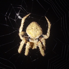 Pararaneus