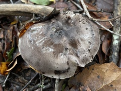Tricholoma griseoviolaceum