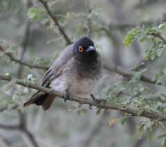 Pycnonotus nigricans