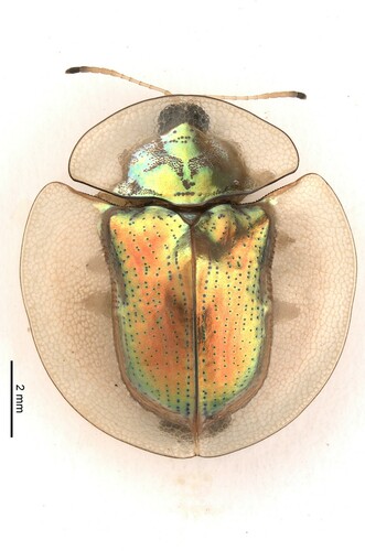 Aspidomorpha diaphana