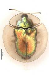 Aspidimorpha diaphana