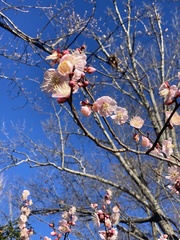 Prunus mume
