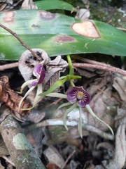 Prosthechea cochleata