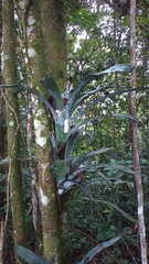 Bromeliaceae