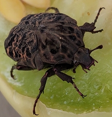 Gymnetis chalcipes