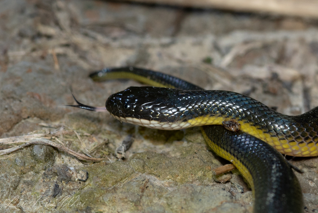 Hypsiscopus murphyi