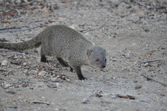 Herpestes pulverulentus