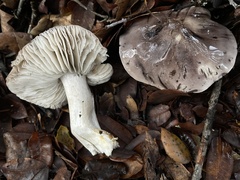 Tricholoma griseoviolaceum