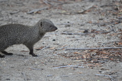 Herpestes pulverulentus