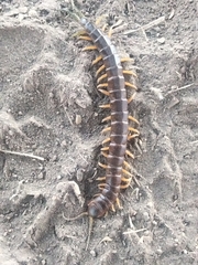 Scolopendra viridis