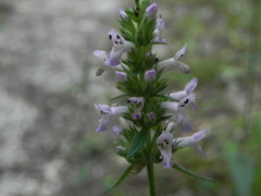 Betonica officinalis
