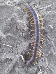 Scolopendra viridis