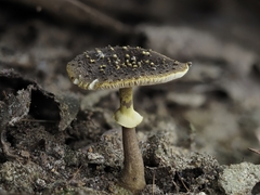 Validae