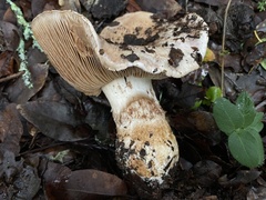 Cortinarius lilacinocolossus
