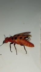 Cissites maculata
