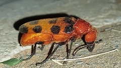 Cissites maculata