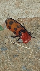 Cissites maculata