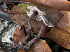 Pseudobaeospora deckeri