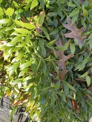 Danae racemosa