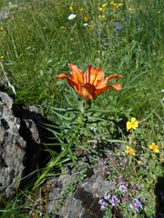 Lilium bulbiferum