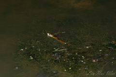 Fowlea flavipunctata