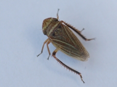 Aphrodes makarovi