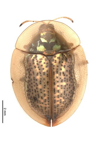 Aspidomorpha obovata