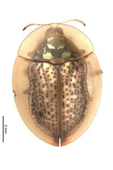 Aspidimorpha obovata