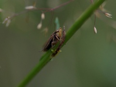 Aphrodes makarovi