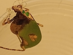 Pycnopalpa bicordata