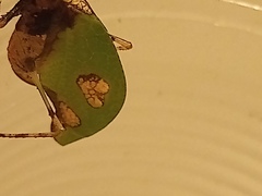 Pycnopalpa bicordata