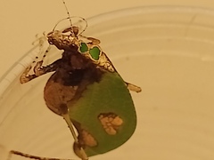 Pycnopalpa bicordata