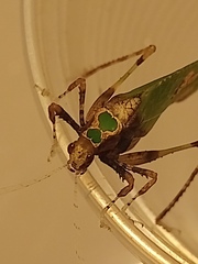 Pycnopalpa bicordata