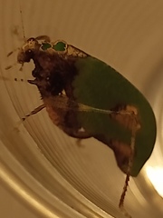 Pycnopalpa bicordata