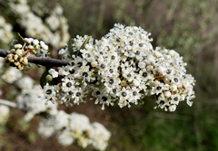 Ceanothus megacarpus