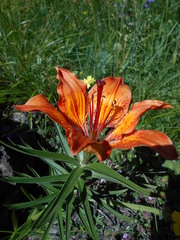 Lilium bulbiferum