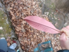 Photinia × fraseri