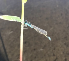 Ischnura fountaineae