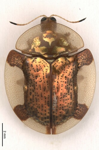 Aspidomorpha dissentanea