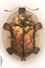 Aspidimorpha dissentanea