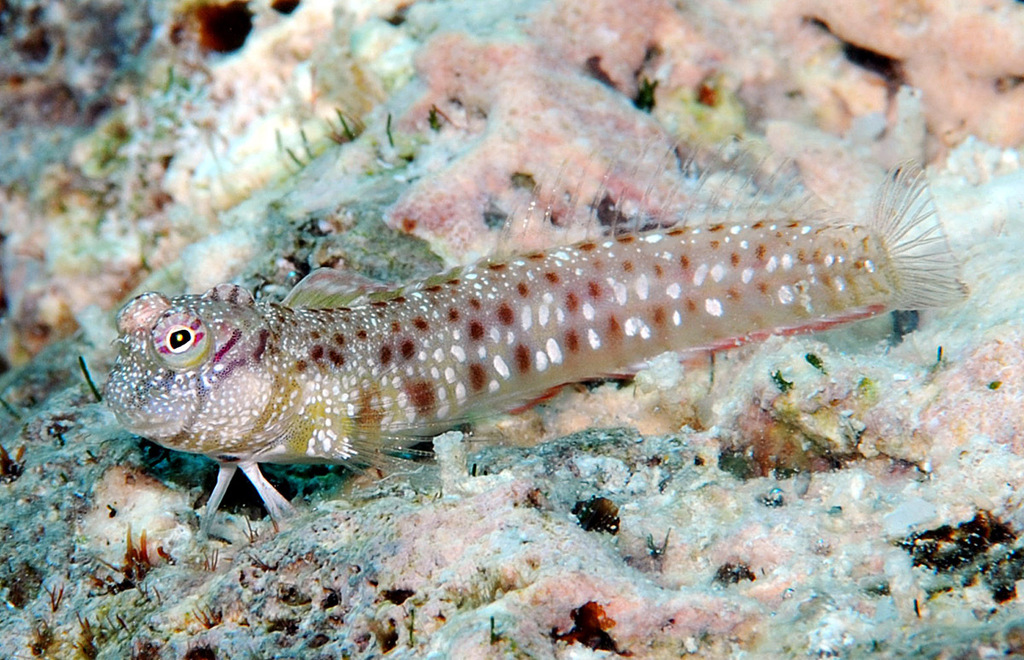 Delicate blenny (Glyptoparus delicatulus) — Blenniidae