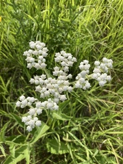 Parthenium integrifolium